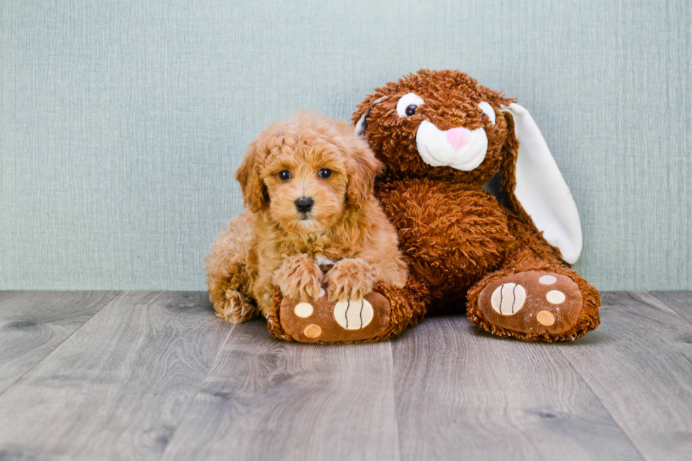 Cavapoo Pup Being Cute