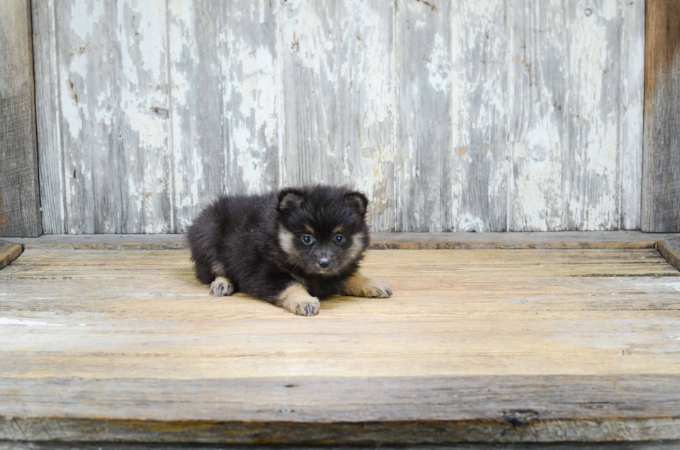 Pomeranian Puppy for Adoption