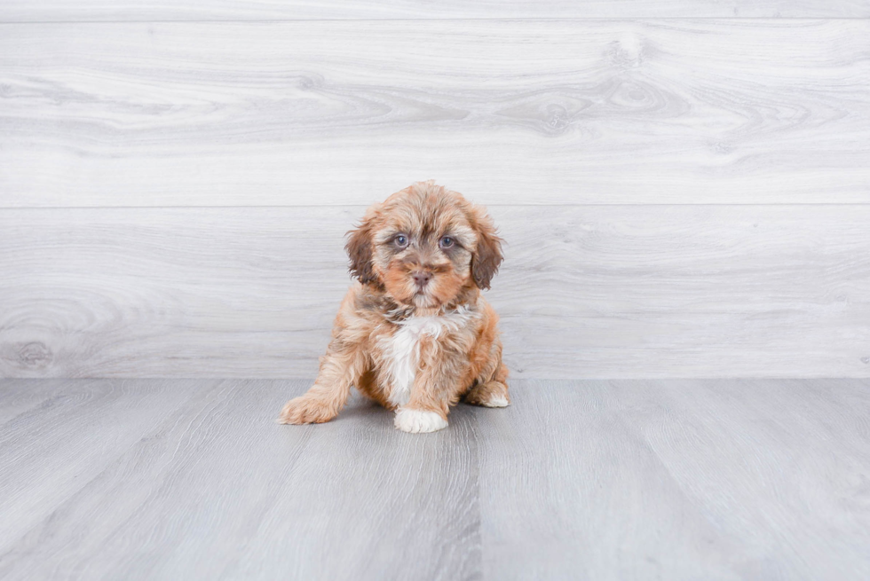 Friendly Mini Labradoodle Baby