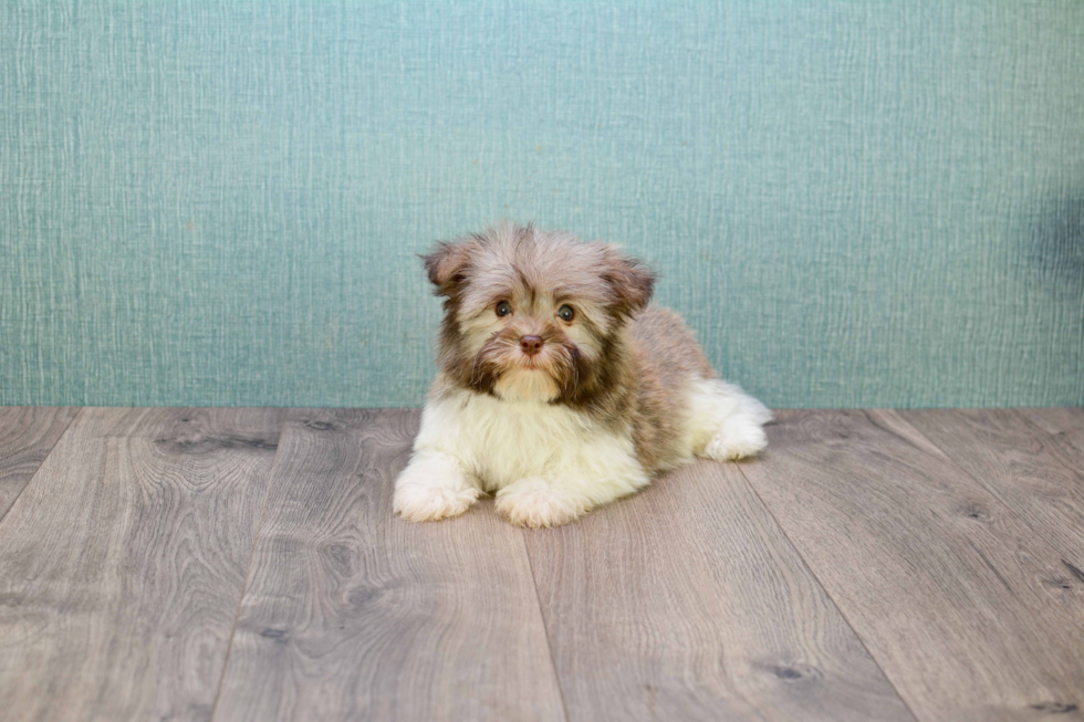 Havanese Puppy for Adoption