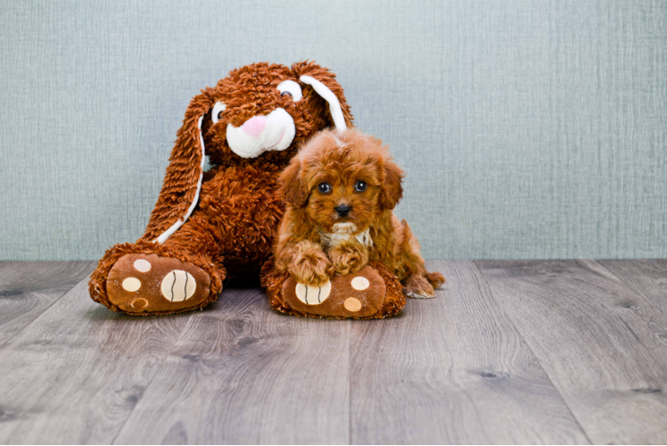 Best Cavapoo Baby