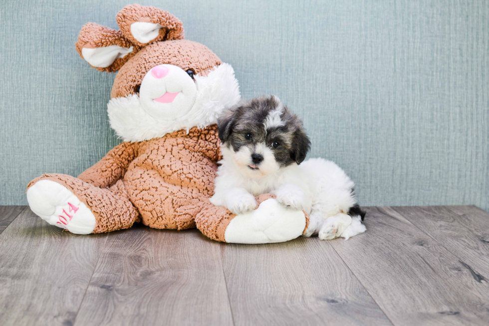 Popular Teddy Bear Designer Pup