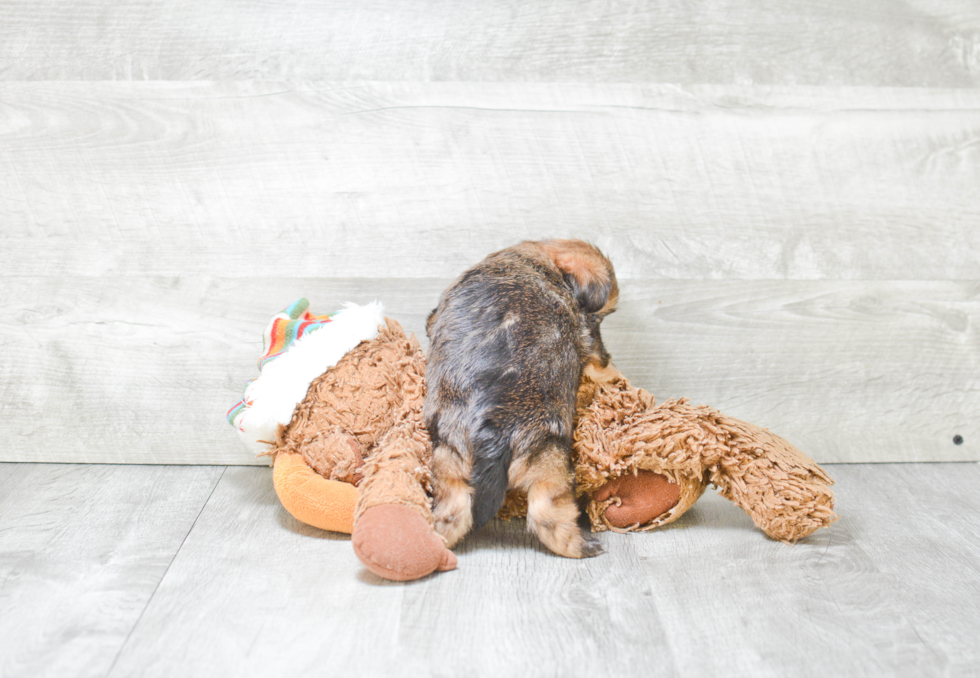 Cute Shorkie Baby