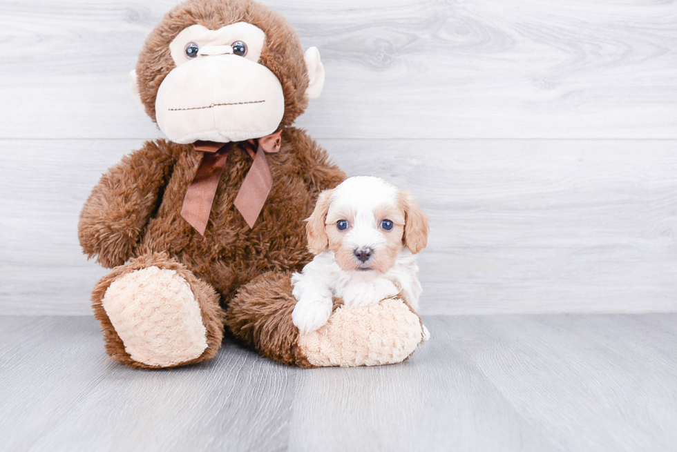 Popular Cavapoo Poodle Mix Pup