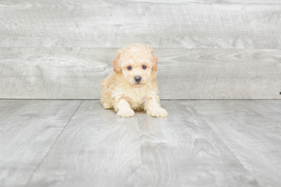 Small Maltipoo Baby