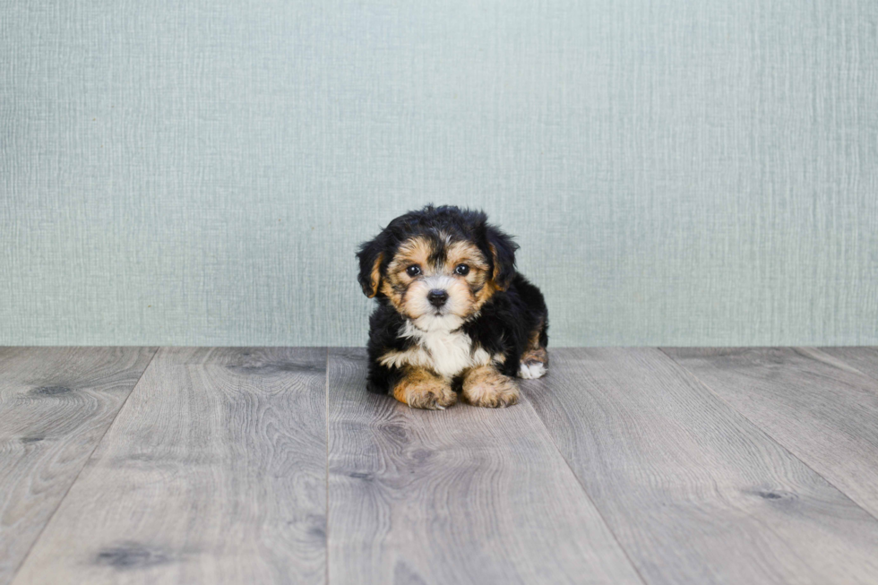 Morkie Pup Being Cute