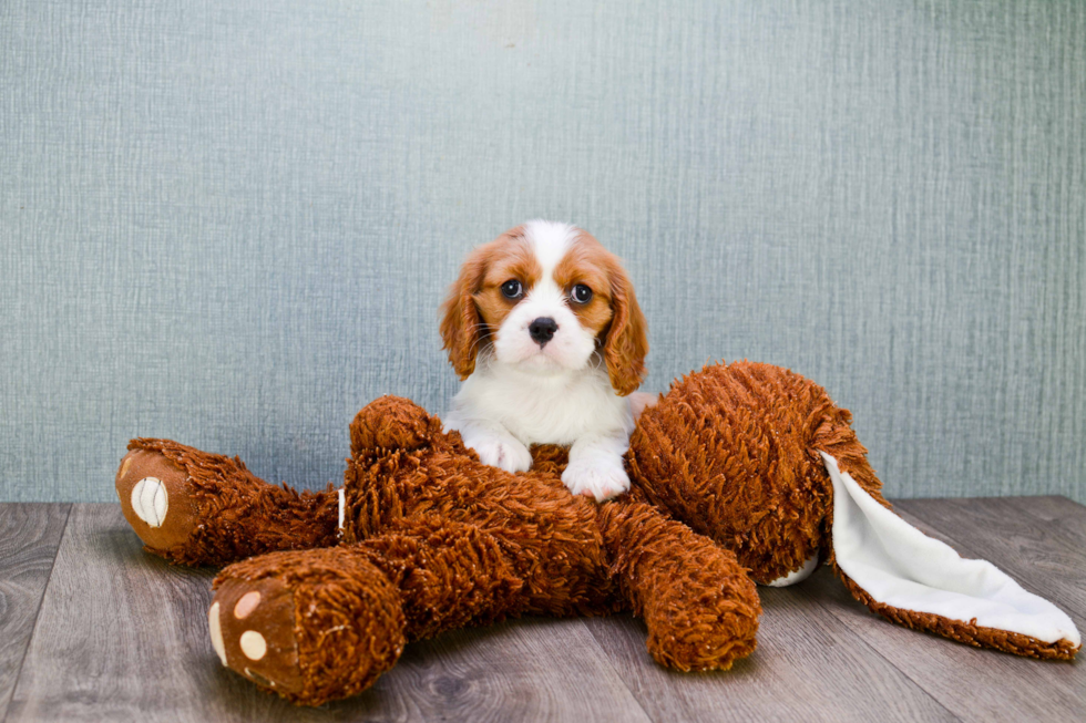 Cute Cavalier King Charles Spaniel Purebred Puppy