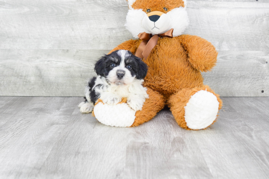 Fluffy Havanese Purebred Puppy