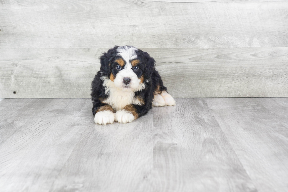 Best Mini Bernedoodle Baby