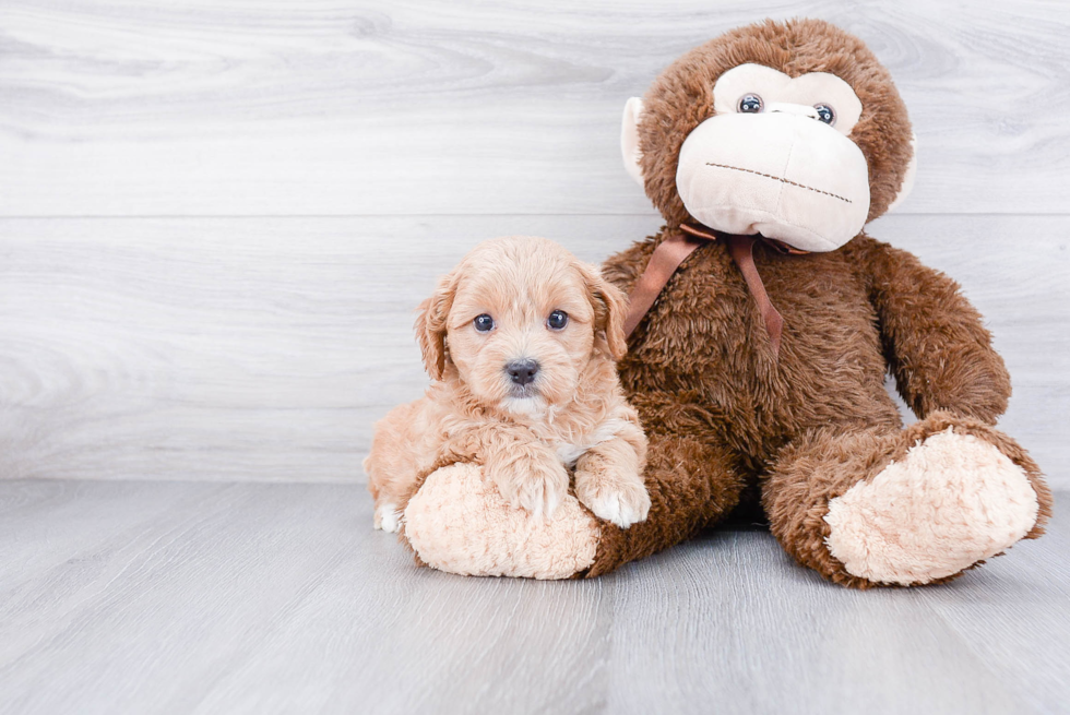 Popular Cavapoo Poodle Mix Pup