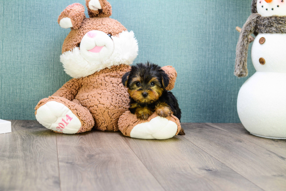 Meet Microteacup-Twinkle - our Yorkshire Terrier Puppy Photo 