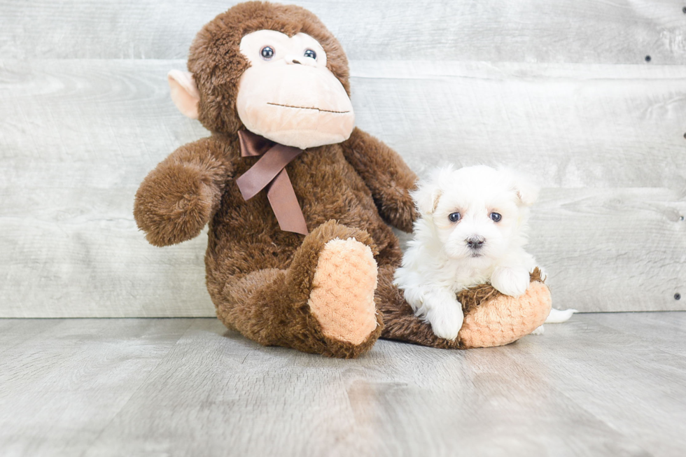 Little Maltepoo Poodle Mix Puppy