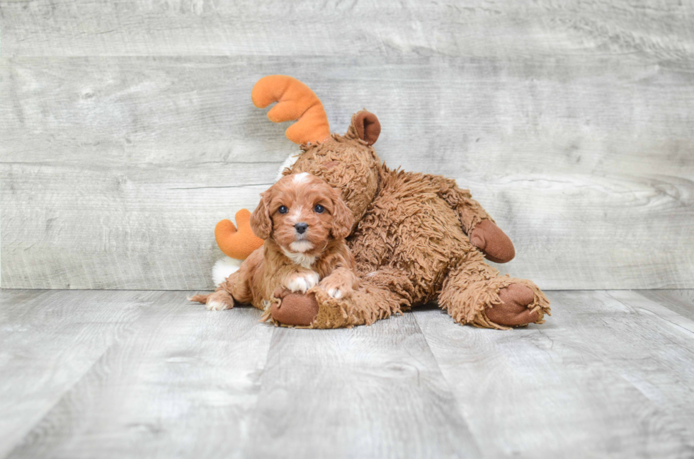 Cavapoo Pup Being Cute