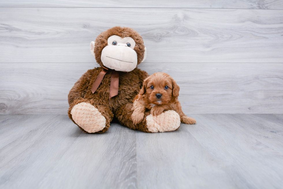 Cavapoo Puppy for Adoption