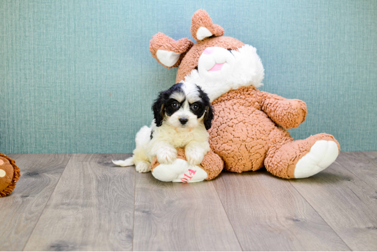 Hypoallergenic Cavalier Designer Puppy