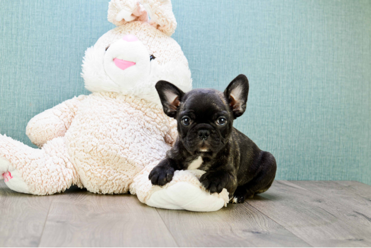 Best French Bulldog Baby