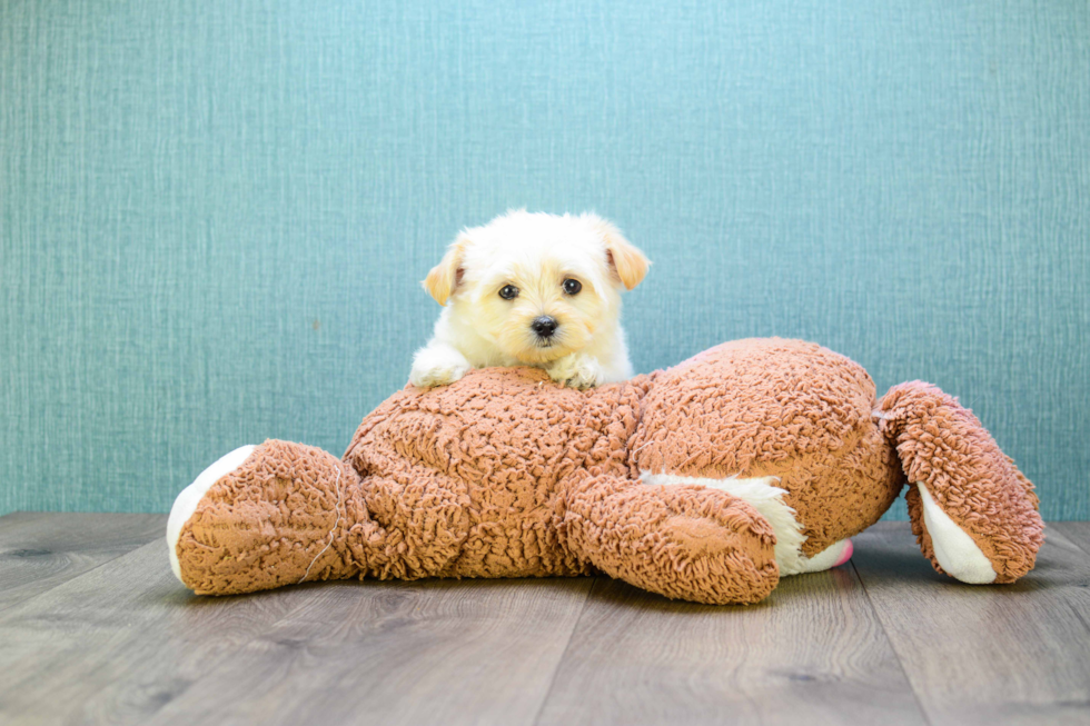 Cute Maltipoo Baby