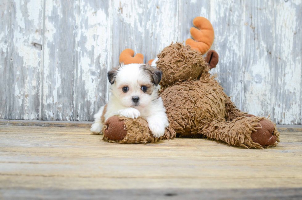 Happy Teddy Bear Baby