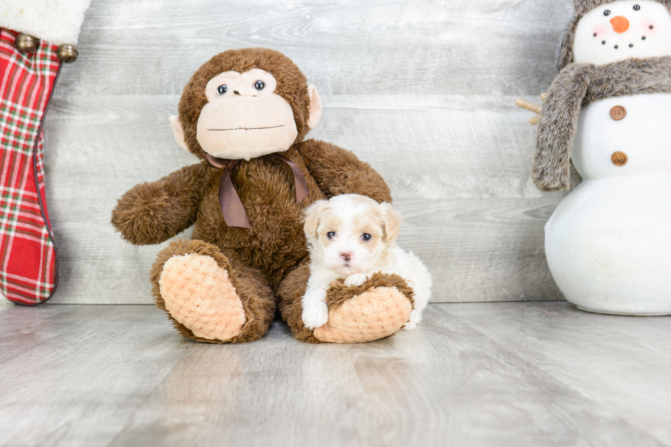 Maltipoo Puppy for Adoption