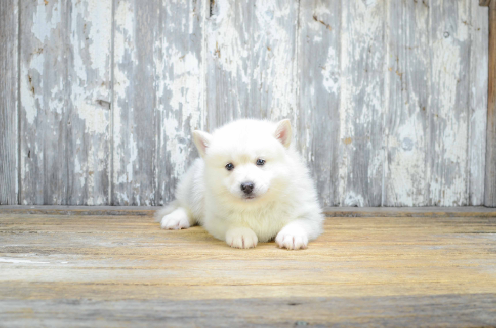 Best Pomsky Baby