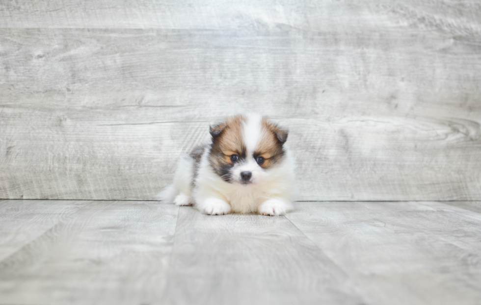 Little Pomeranian Purebred Pup