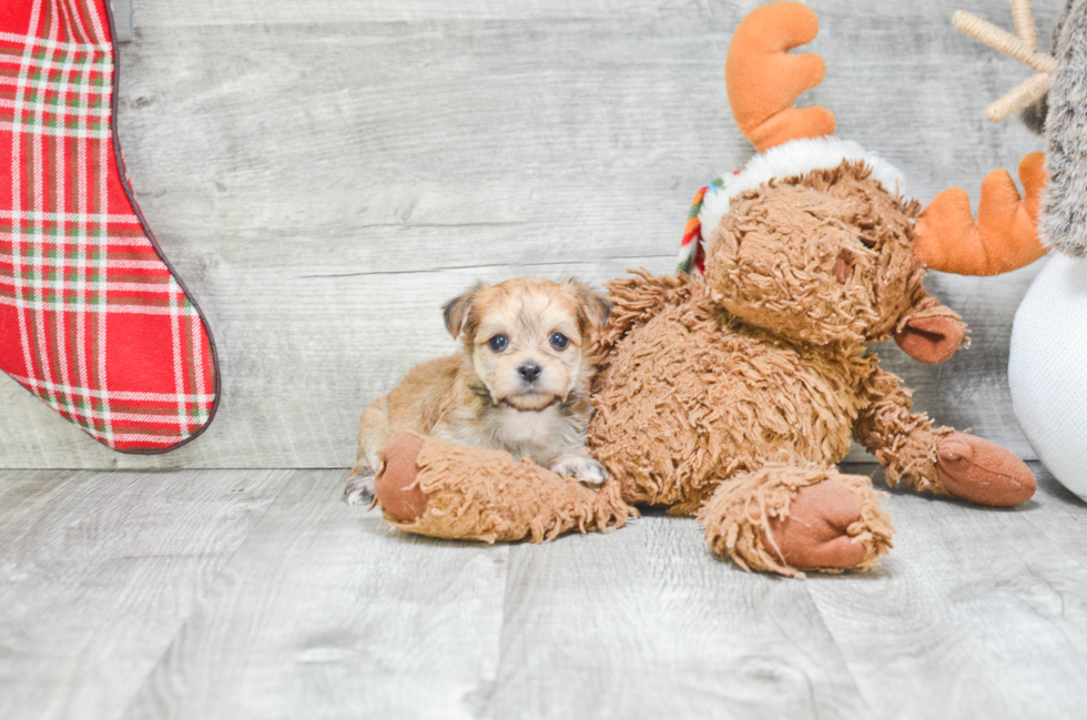 Friendly Morkie Baby