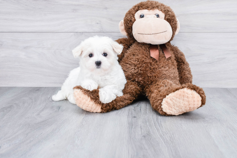 Playful Maltese Baby
