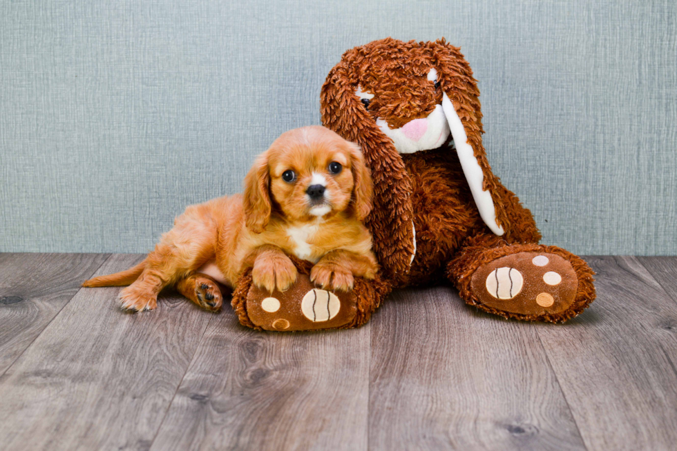 Best Cavalier King Charles Spaniel Baby