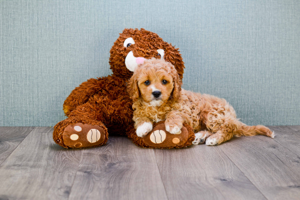 Smart Cavapoo Poodle Mix Pup