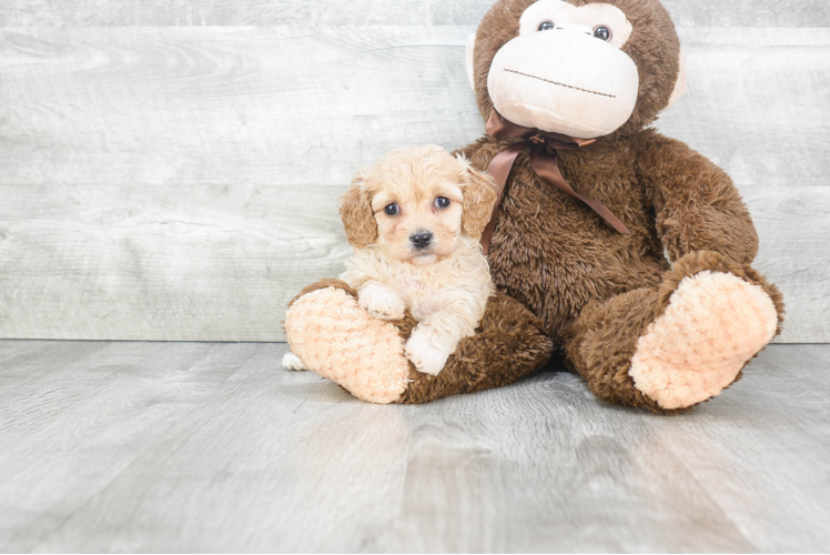 Cavachon Puppy for Adoption