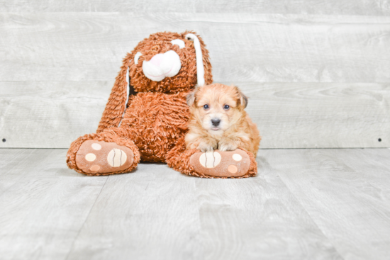 Best Morkie Baby