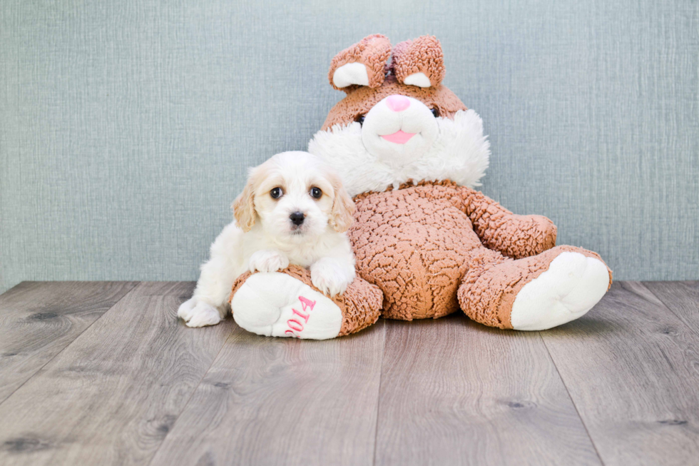 Adorable Cavalier Designer Puppy