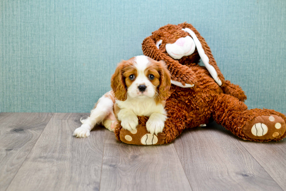 Cavalier King Charles Spaniel Puppy for Adoption