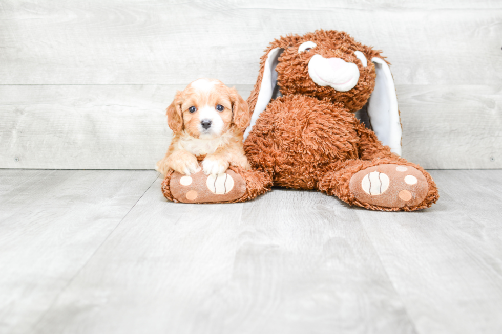 Playful Cavoodle Poodle Mix Puppy