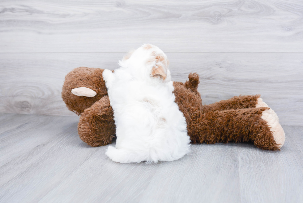 Maltipoo Pup Being Cute