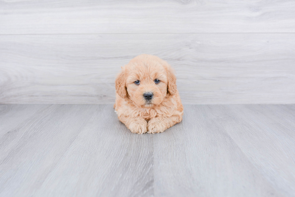 Cute Mini Goldendoodle Baby