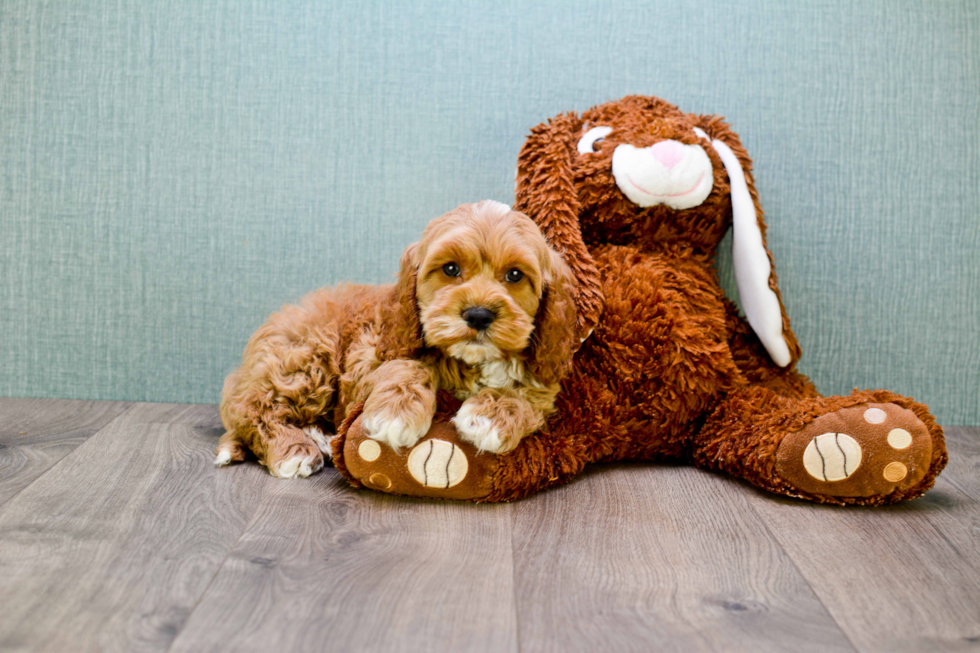 Funny Mini Goldendoodle Poodle Mix Pup