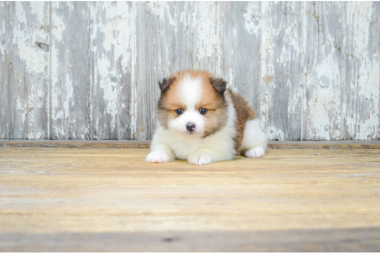 Friendly Pomeranian Purebred Pup