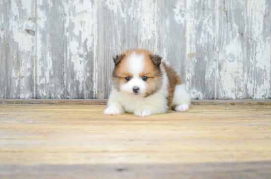 Friendly Pomeranian Purebred Pup