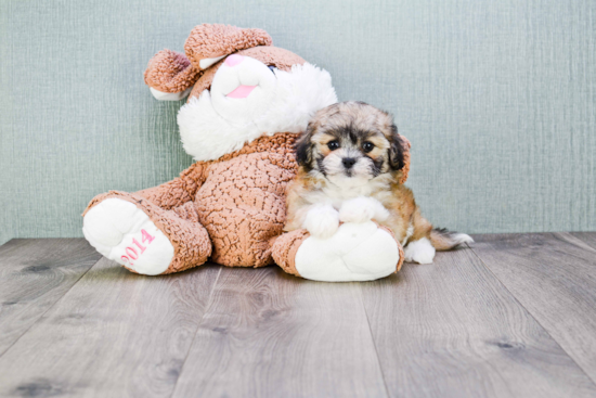 Fluffy Teddy Bear Designer Pup