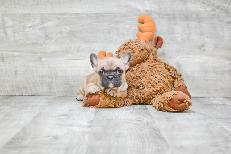 Best French Bulldog Baby