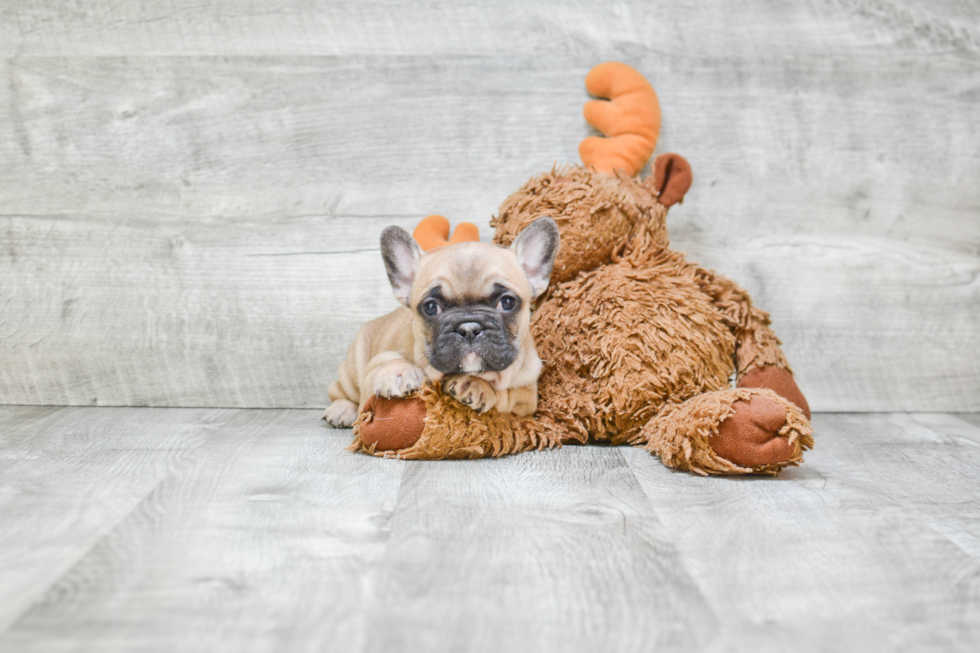 Best French Bulldog Baby