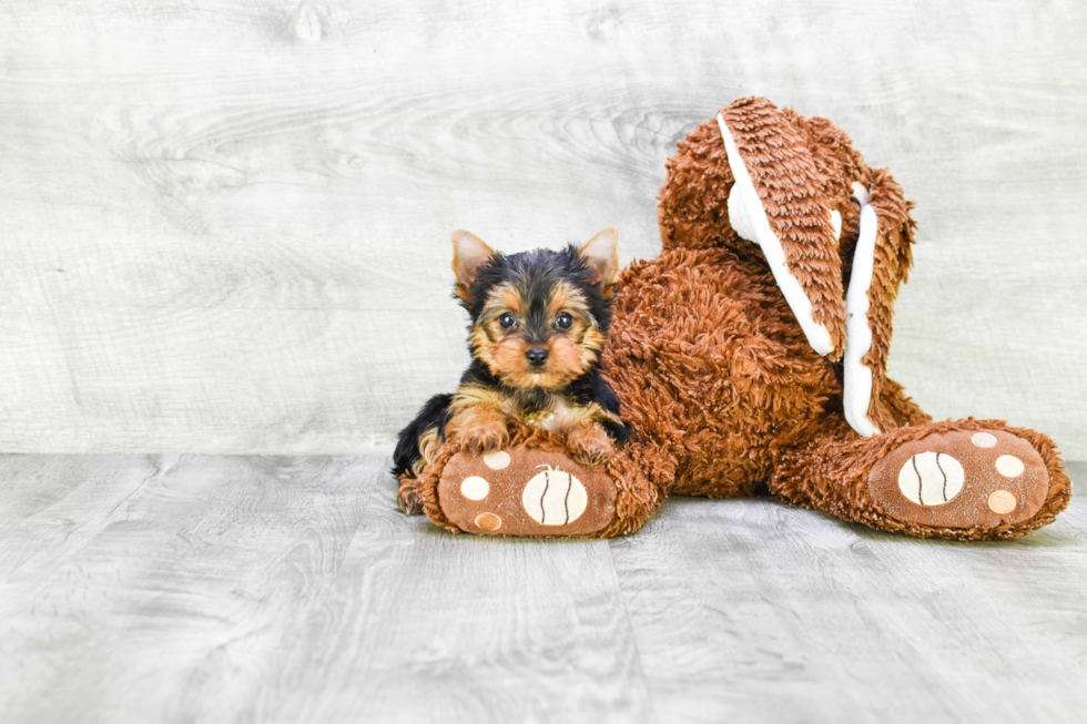 Meet Twinkle - our Yorkshire Terrier Puppy Photo 