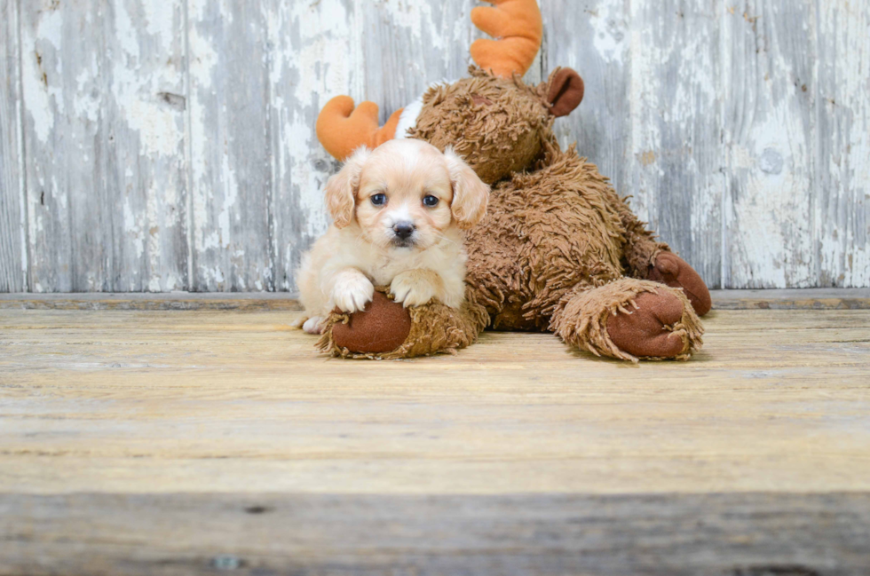 Cavapoo Pup Being Cute