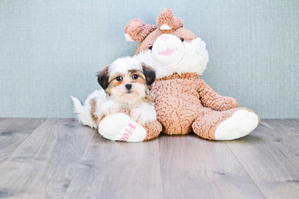 Friendly Teddy Bear Baby