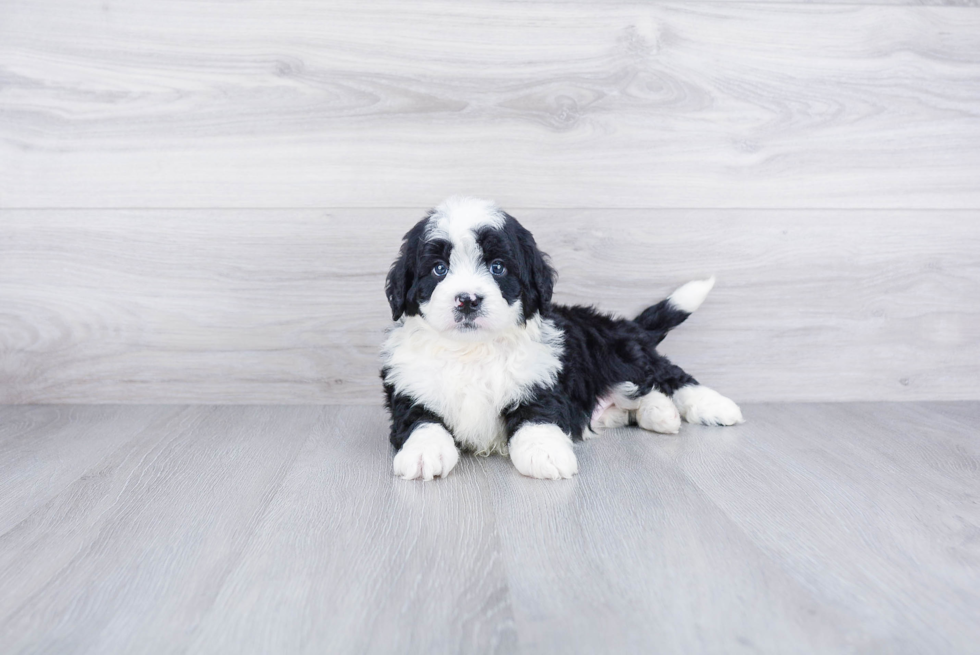 Mini Bernedoodle Pup Being Cute