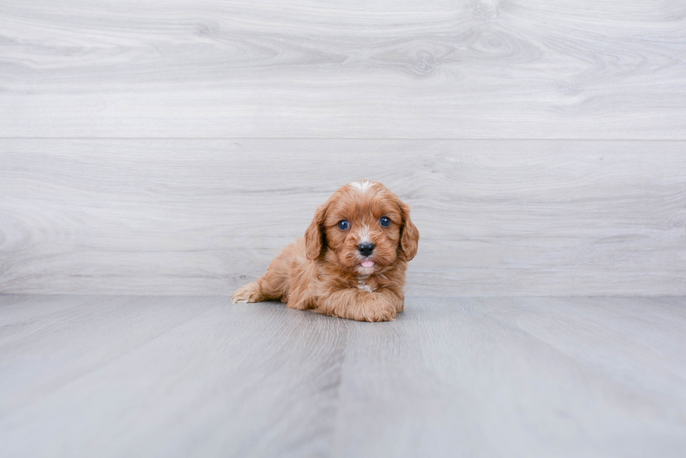 Popular Cavapoo Poodle Mix Pup