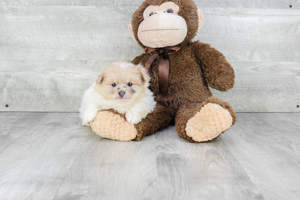 Playful Pomeranian Purebred Pup