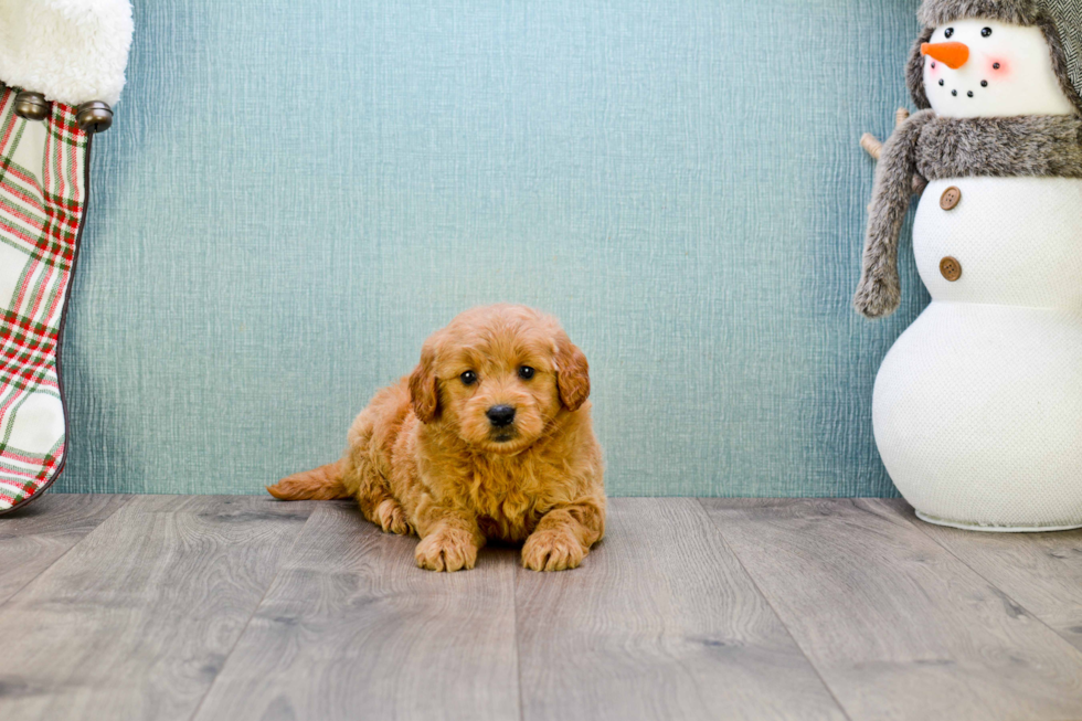 Best Mini Goldendoodle Baby