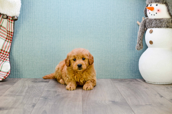 Best Mini Goldendoodle Baby